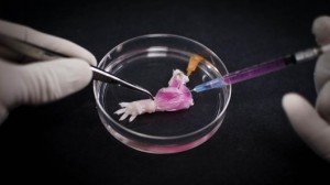 decellularization-rat-limb-transplant