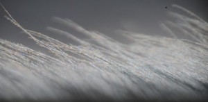 owl-wing-noise-2