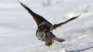 owl-wing-noise